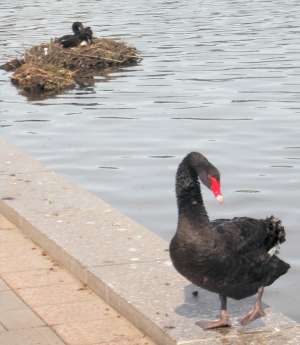 Black Swans on the Torrens River, Adelaide, South Australia