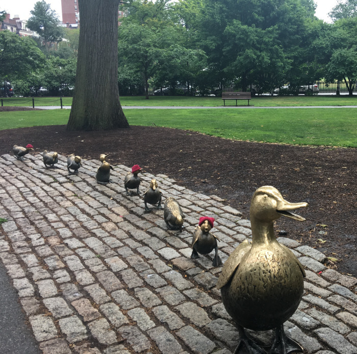 Make way for ducklings in Bston public gardens