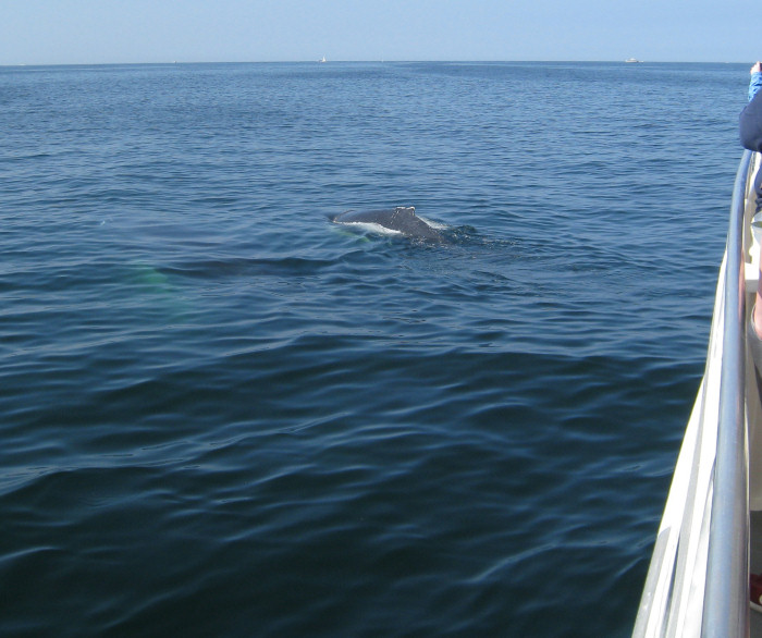 Whale watching in Cape Cod