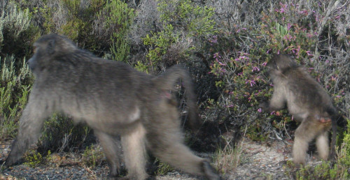 a troop of baboons on the Cape Peninsula