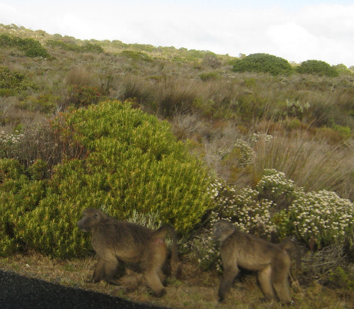 baboons at the Cape of Good Hope nature reserve