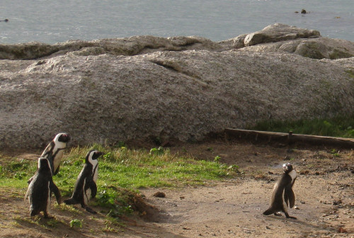 African penguins at Boulders Beach, South Africa
