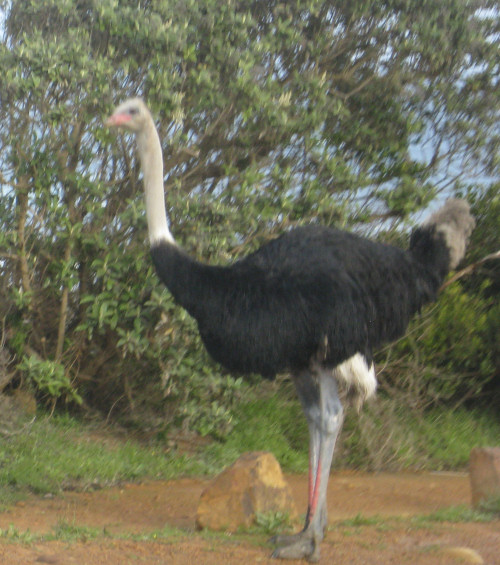 Ostrich at the Cape of Good Hope Nature Reserve