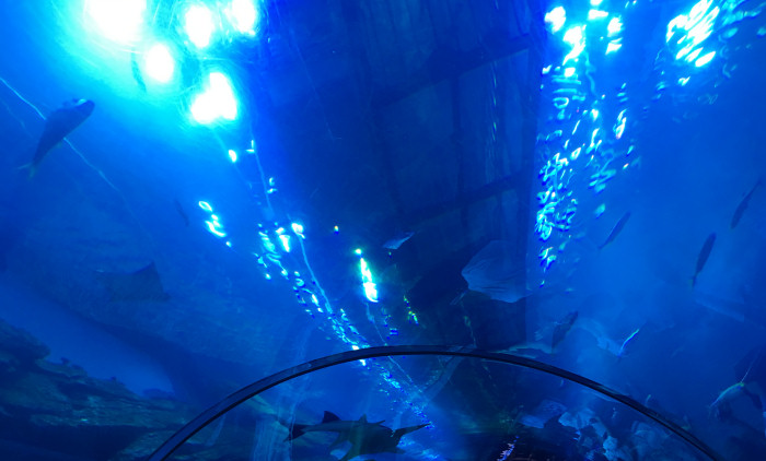underwater shark tunnel at Dubai's aquarium