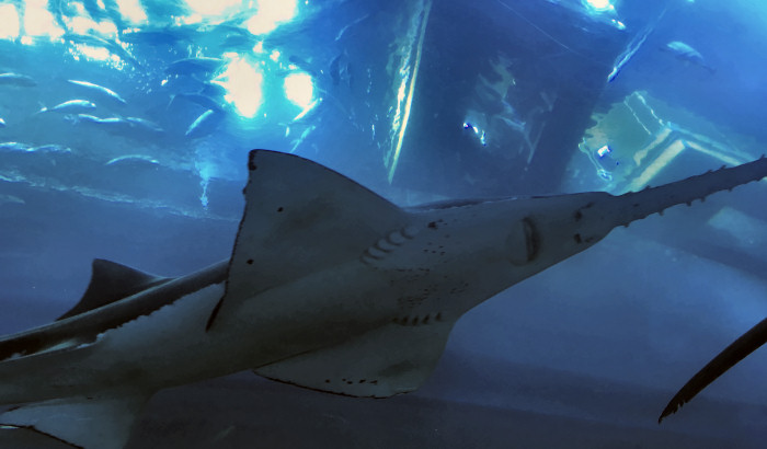 ray at Dubai's aquarium