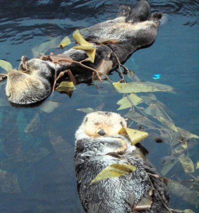 These adorable sea otters looked so content