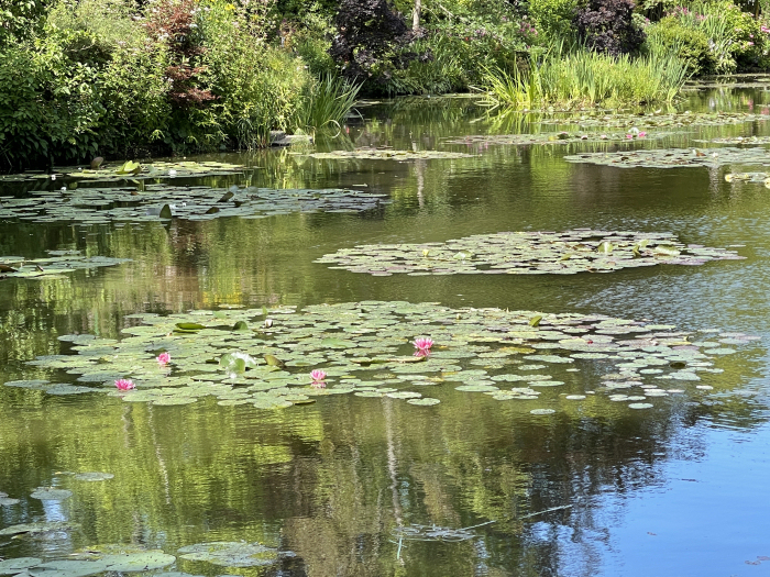Water lilies in Monet's garden, Giverny