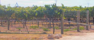 the vineyard at River Bank Estate
