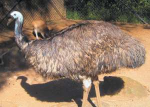 emus at Taronga Zoo, Sydney