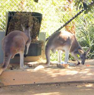 kangaroos, Sydney