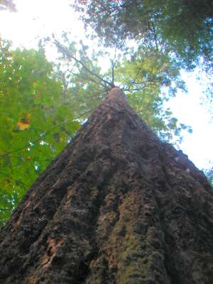 Douglas firs in the Capilano park, Vancouver