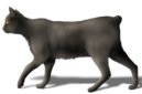 Manx cat