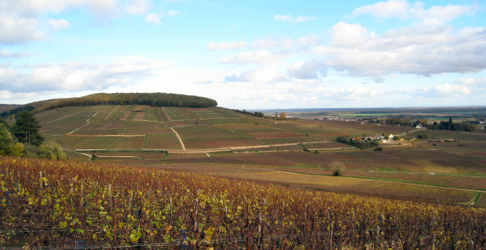 Nuits Saints Georges, Burgundy