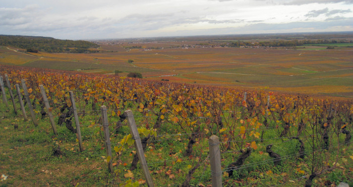 Pinot noir grapes