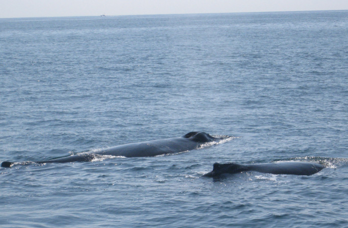 Whale watching in Cape Cod