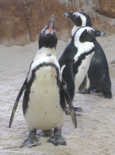 African penguin colony at Boulders Beach