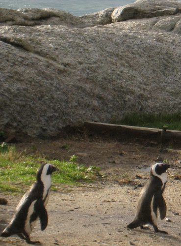 African penguins