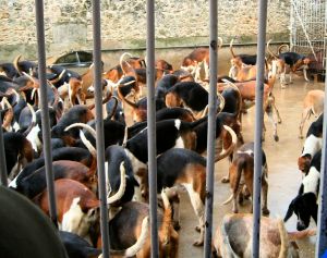 Feeding the hounds is turned into a spectacle, although it's a noisy and rather smelly affair!