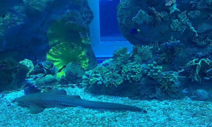Dubai aquarium