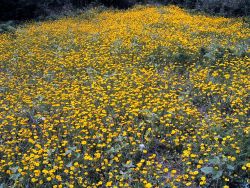 wild flowers on Sark