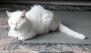 having a cat nap