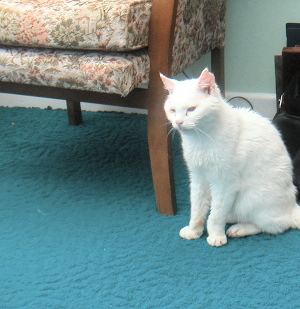 Tommy in the conservatory