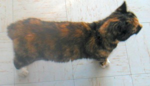 Smudge in the kitchen