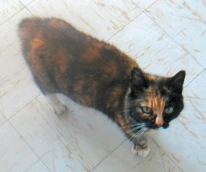 Smudge is a very regular visitor