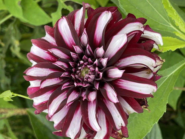 Dahlias in Monet's garden, Giverny