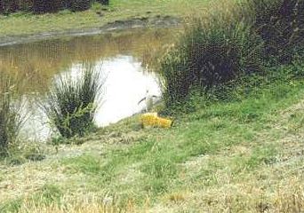 a yellow eyed penguin