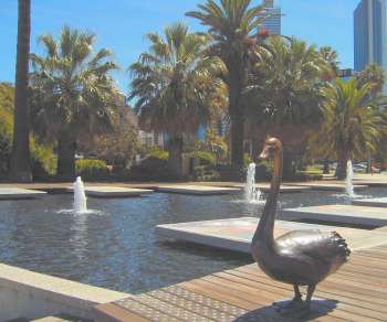 Black swans are native to Australia.  It took ages to get this one to pose for the camera!