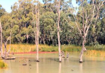 my zoom isn't good enough to see the koalas, but we did spot them, honest!