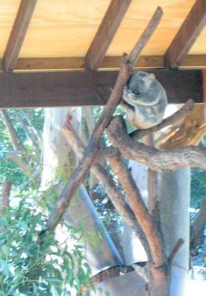 koala bear, Sydney