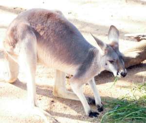 wallabies, Sydney
