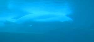 Beluga Whale Vancouver Aquarium, Canada