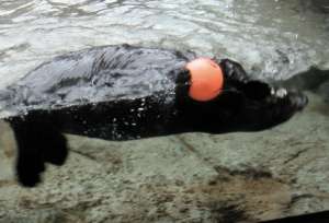 Sea otter at the Vancouver Aquarium
