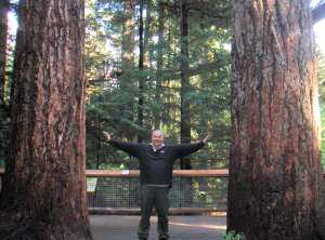 trunk diameters are enormous and they can grow upto 300 feet high