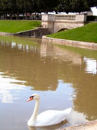 swans at Villandry chateau and gardens